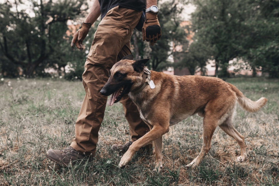 Belgian Malinois Training: 7 Methods For Successful Training