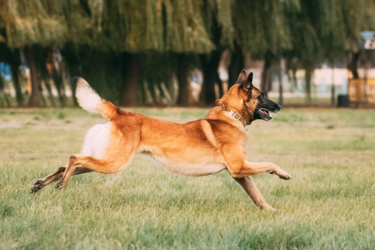 Belgian Malinois Training: 7 Methods For Successful Training