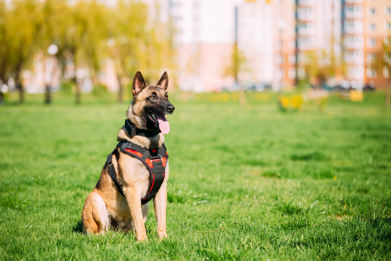 Belgian Malinois Training: 7 Methods For Successful Training