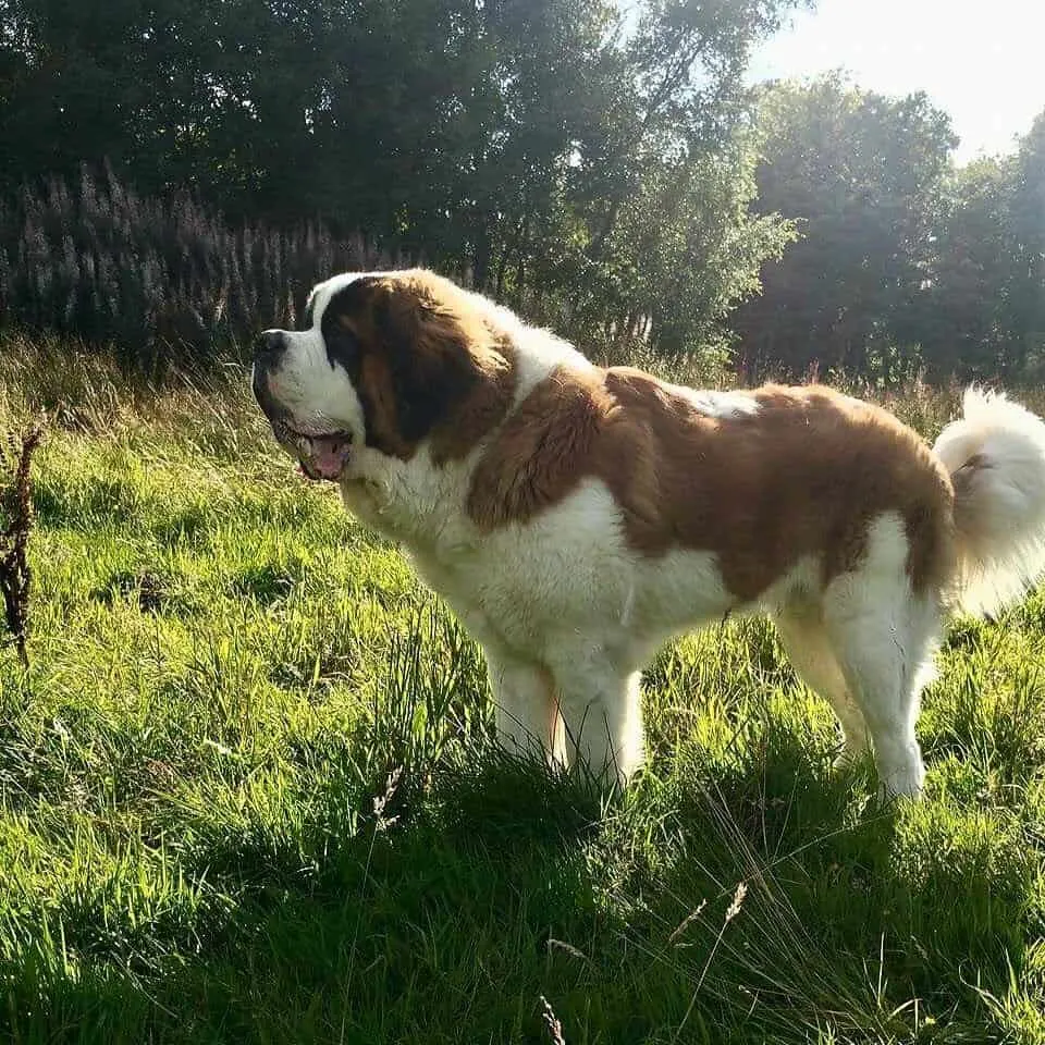 Saint Bernard » Dog Breed Profile: Weight, Size, Lifespan, Facts