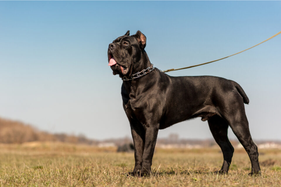 Top 10 Best Cane Corso Breeders In Ontario