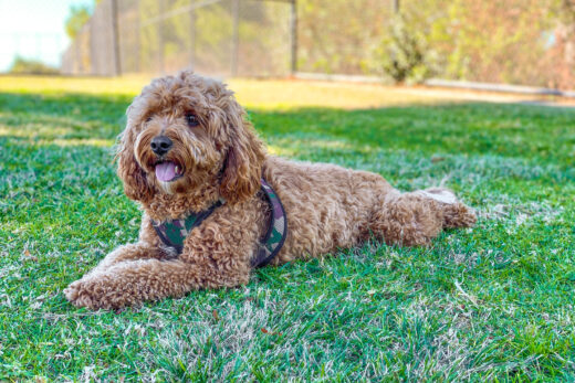 The Top 6 Cavapoo Breeders In Ontario