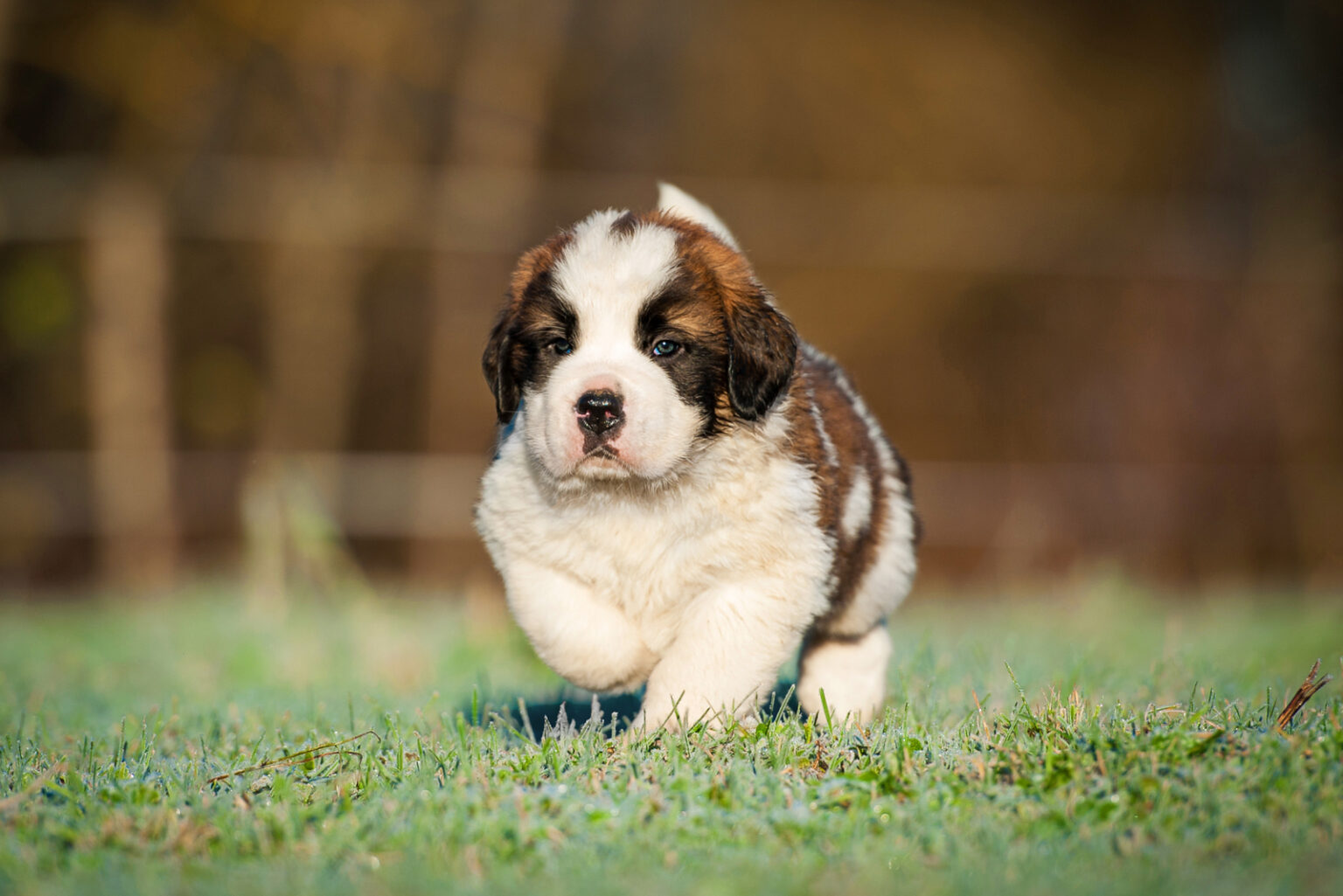 Saint Bernard Growth Chart: How Big Will This Puppy Grow?