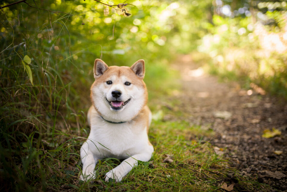 The Top 6 Best Shiba Inu Breeders In The UK