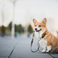 a beautiful corgi sitting on the street