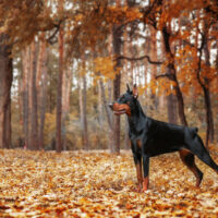 doberman stadning in woods