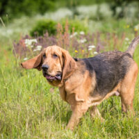 Bloodhound walks on the grass