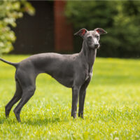 Greyhound standing on grass