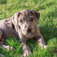 great dane puppy