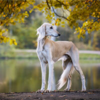 saluki or persian greyhound photographed in nature