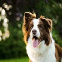 cute border collie