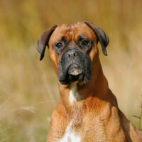 boxer dog sitting in meadow