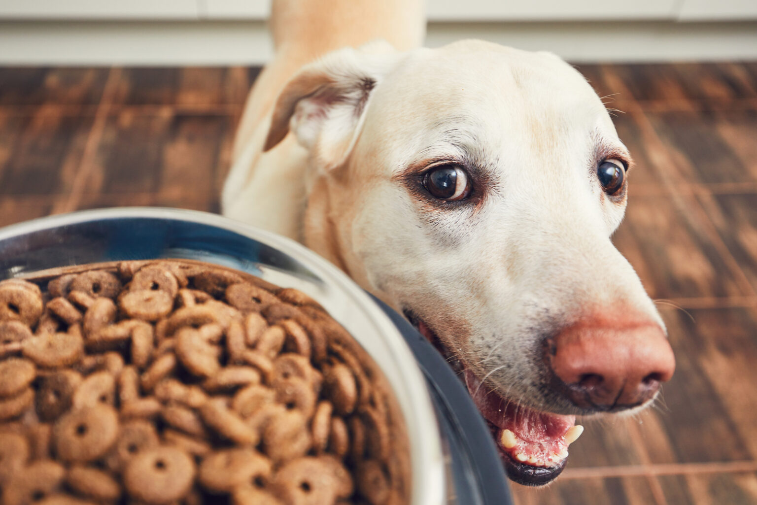 11 Best Dog Foods For Labradors To Boost A Healthy Diet