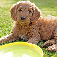 cute labradoodle on grass with frisbee