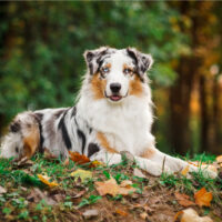 Australian Shepherd sitting on grass