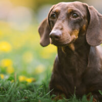 dachshund lying in the grass