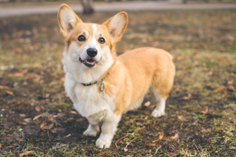 The 5 Most Reliable Corgi Breeders In Illinois