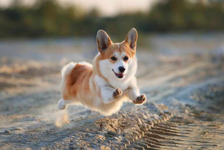 The 5 Best Corgi Breeders In Ohio