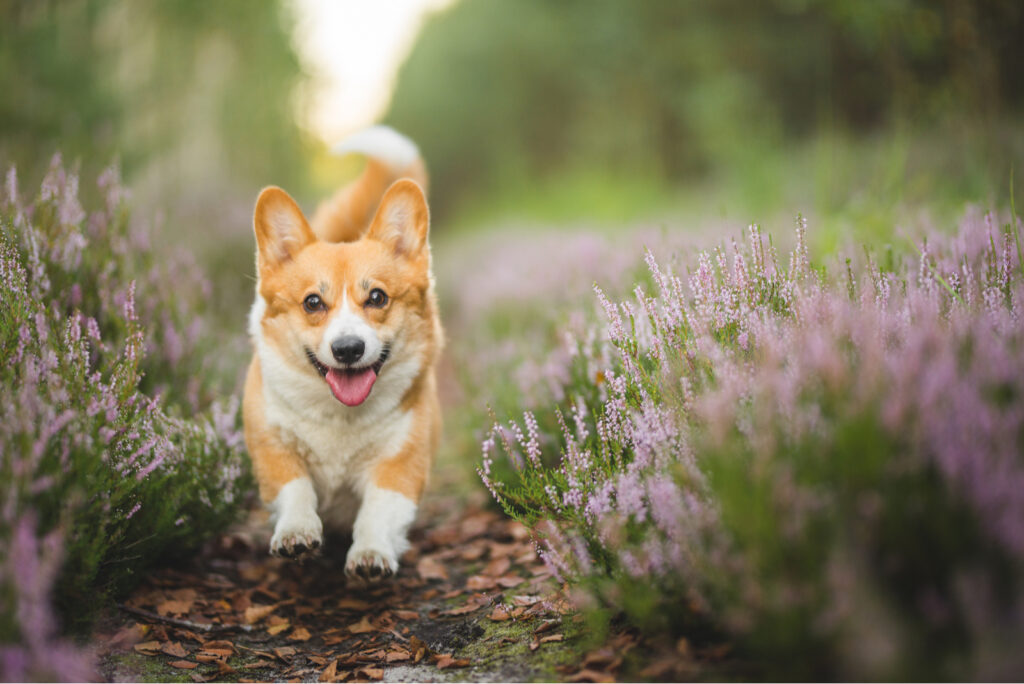 The 5 Best Corgi Breeders In Ohio