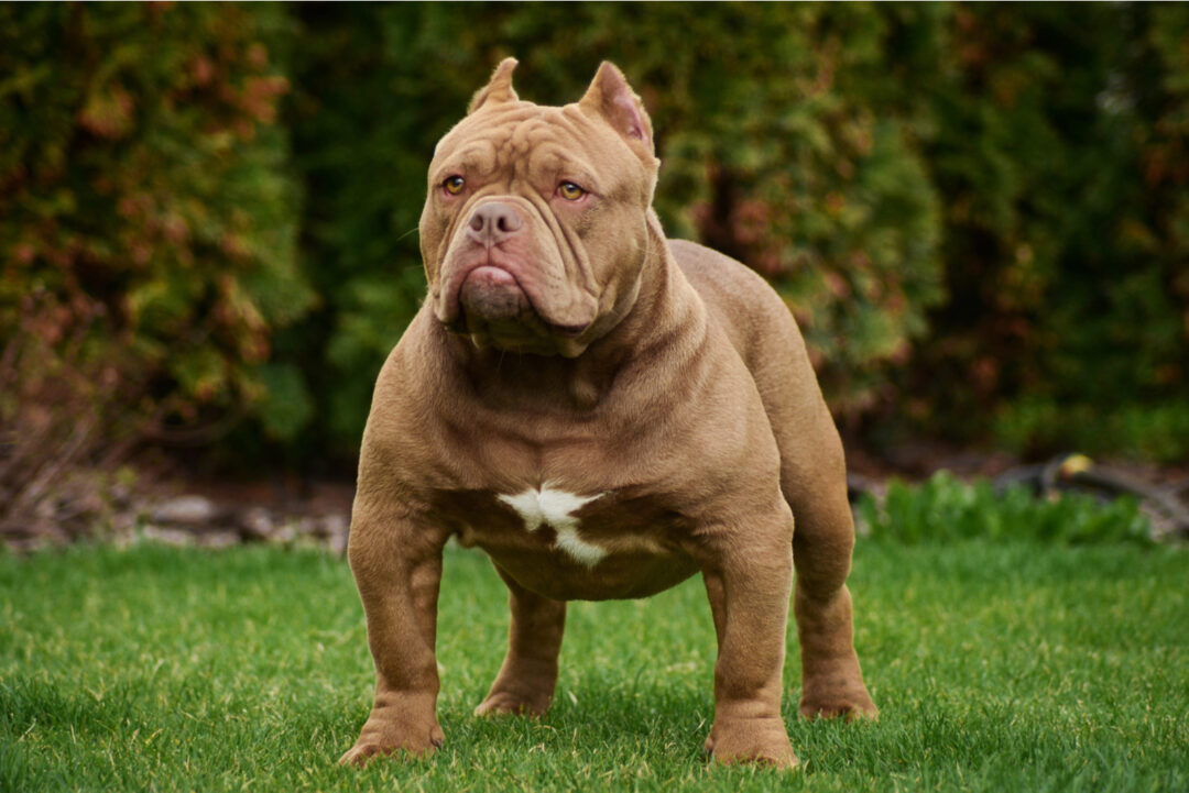 How Much Does An American Bully Cost? Expenses Explained