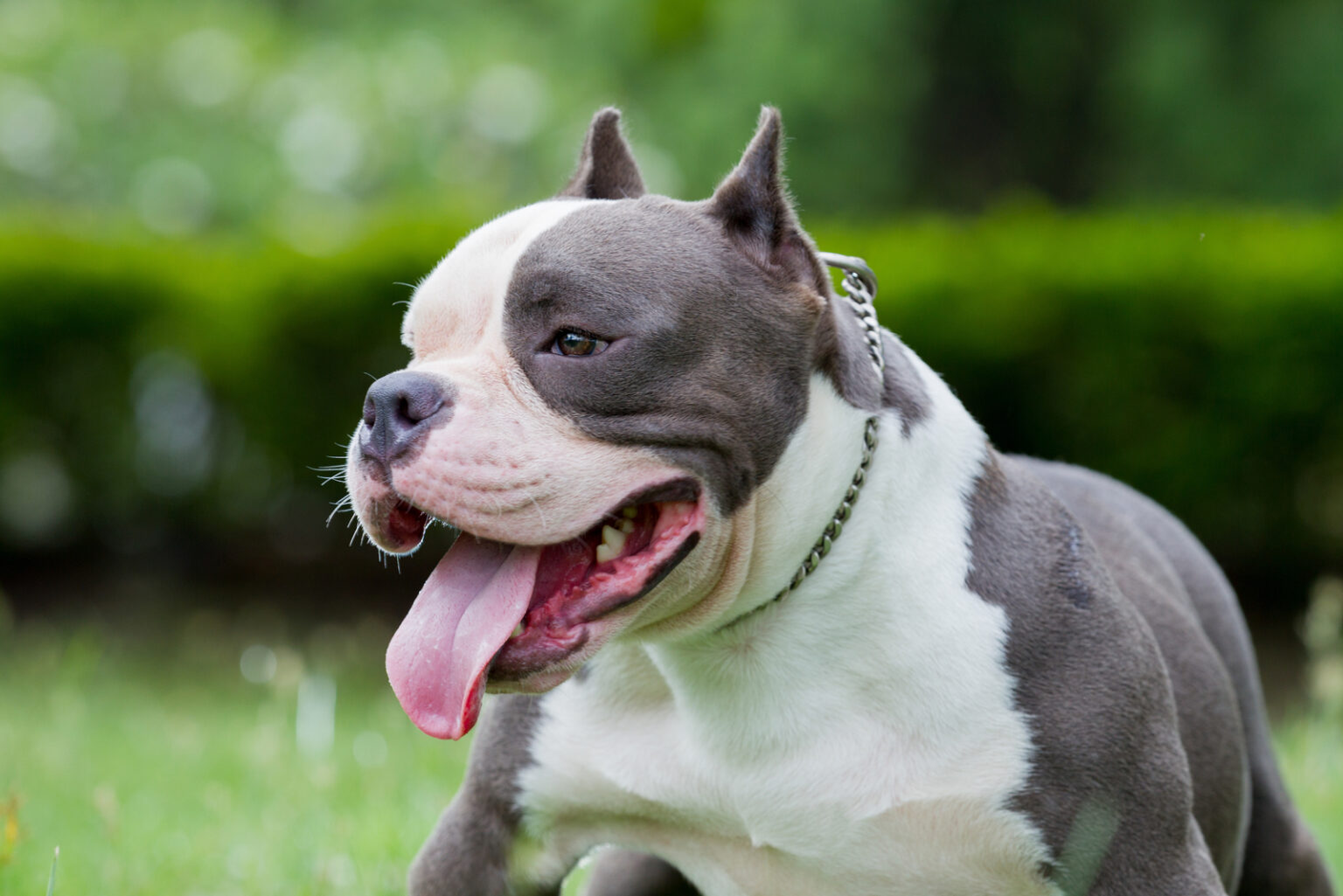 How Much Does An American Bully Cost? Expenses Explained