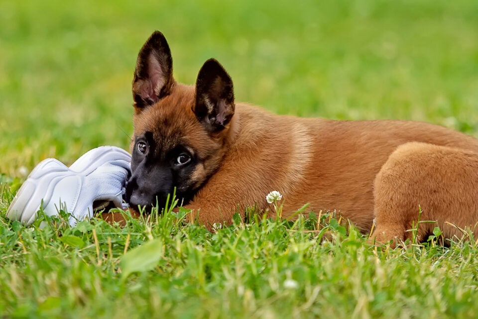 the-belgian-malinois-feeding-chart-how-to-feed-your-beauty