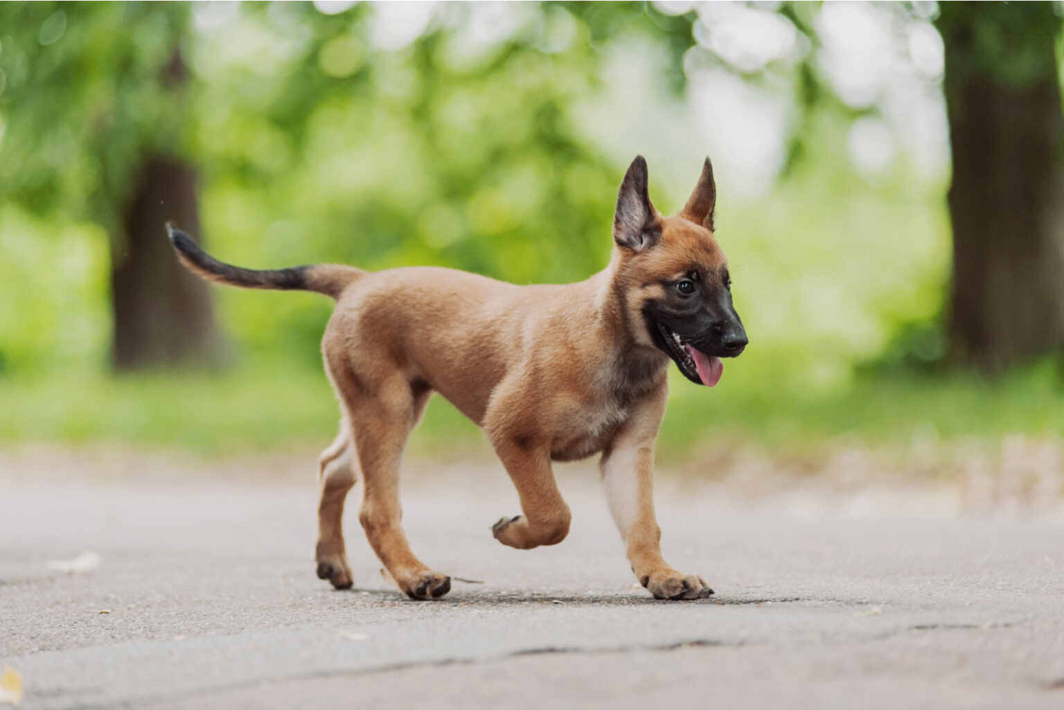 the-belgian-malinois-feeding-chart-how-to-feed-your-beauty