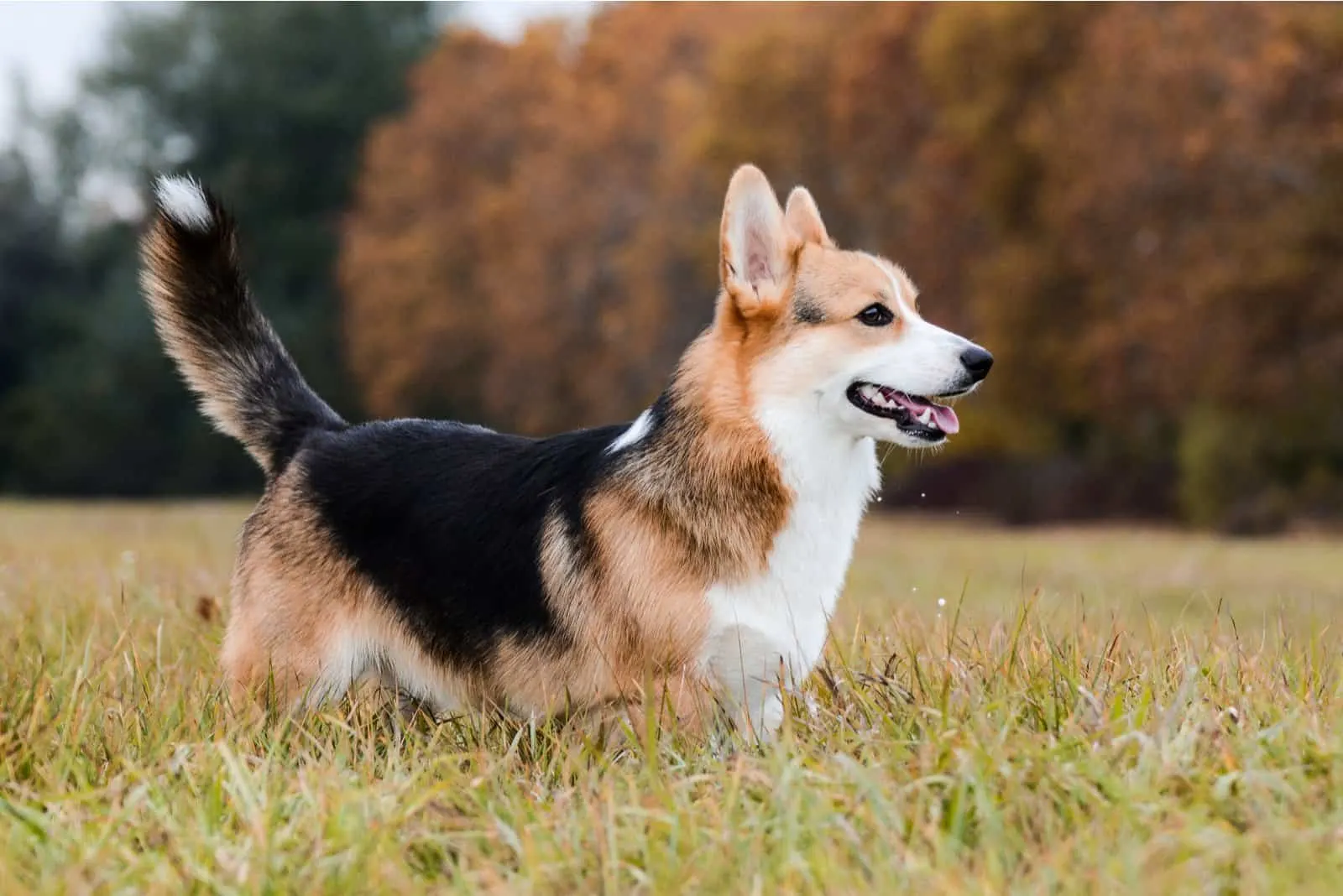 The 7 Best Corgi Breeders In Arizona