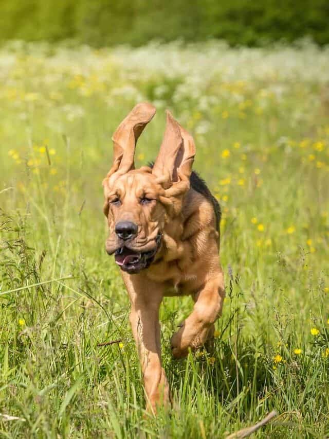 Top 5 Adorable Bloodhound Mixes - PupVine