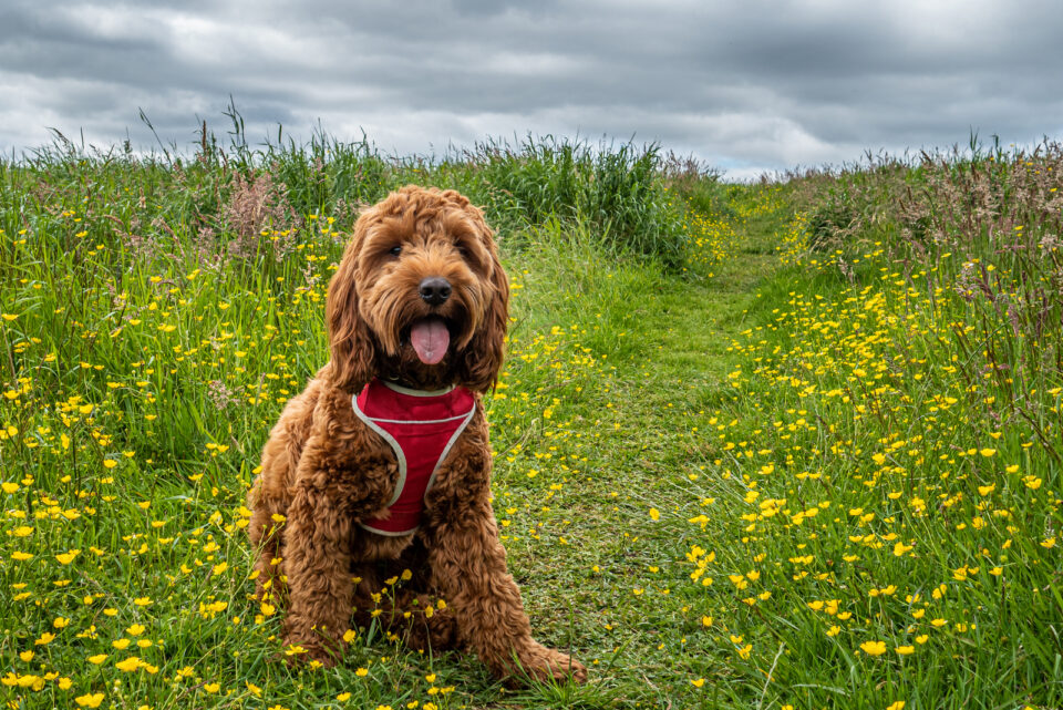 Cockapoo Puppy Growth Chart