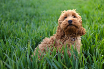 Cockapoo Growth Chart – How Large Will My Cockapoo Get?