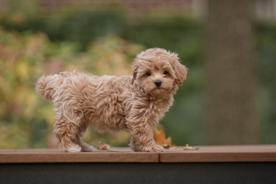 maltipoo-growth-chart-how-large-will-my-puppy-get