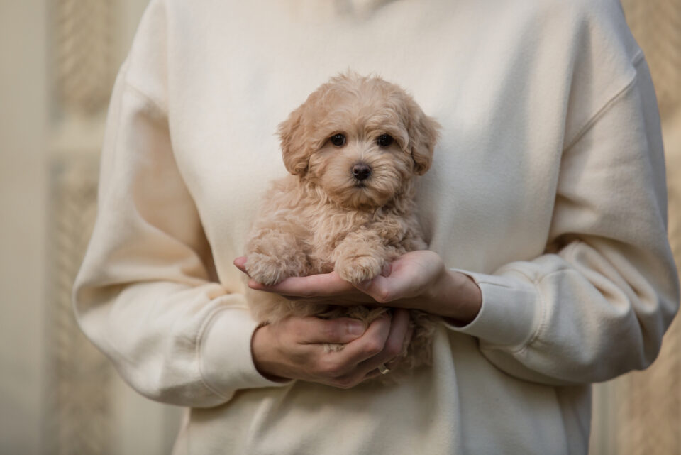 Maltipoo Growth Chart How Large Will My Puppy Get?