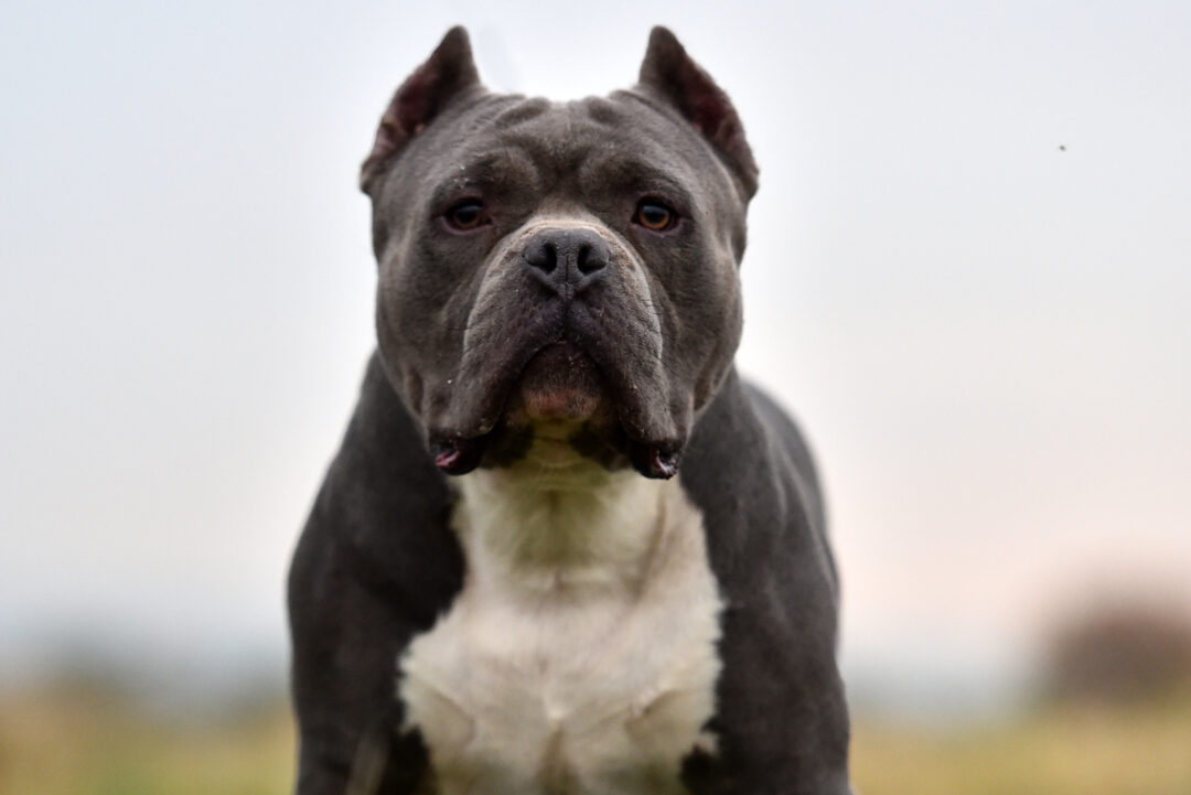 How Much Does An American Bully Cost? Expenses Explained