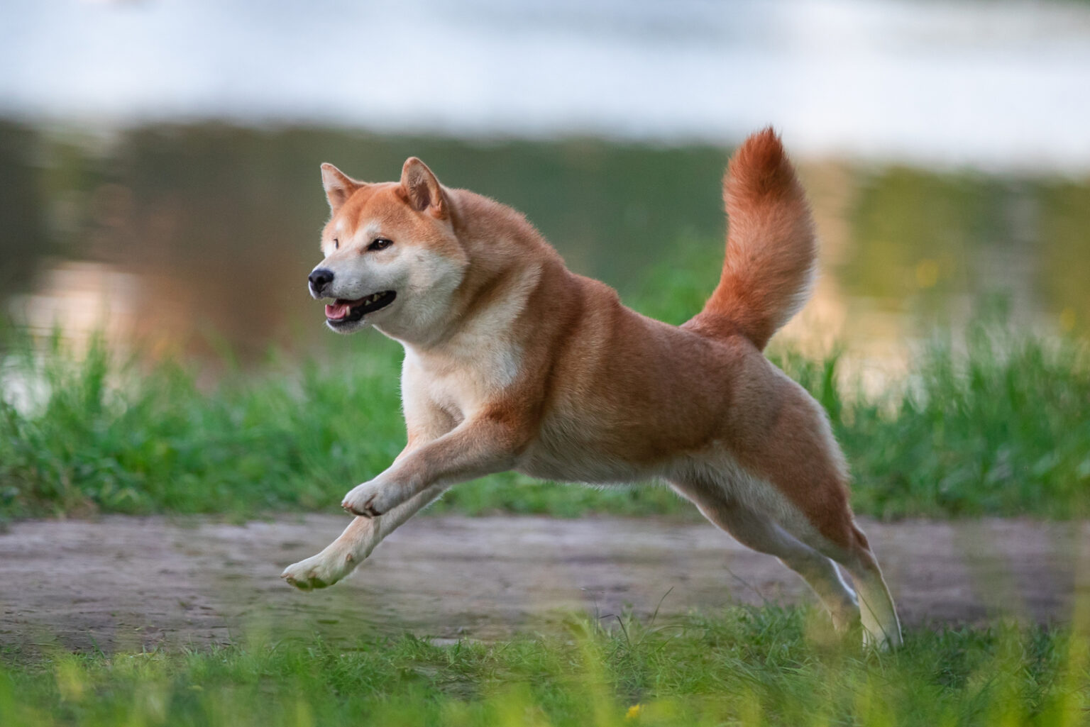 The Top 6 Best Shiba Inu Breeders In The UK