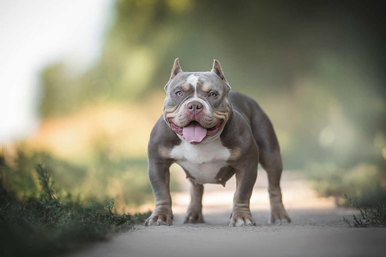 How Much Does An American Bully Cost? Expenses Explained