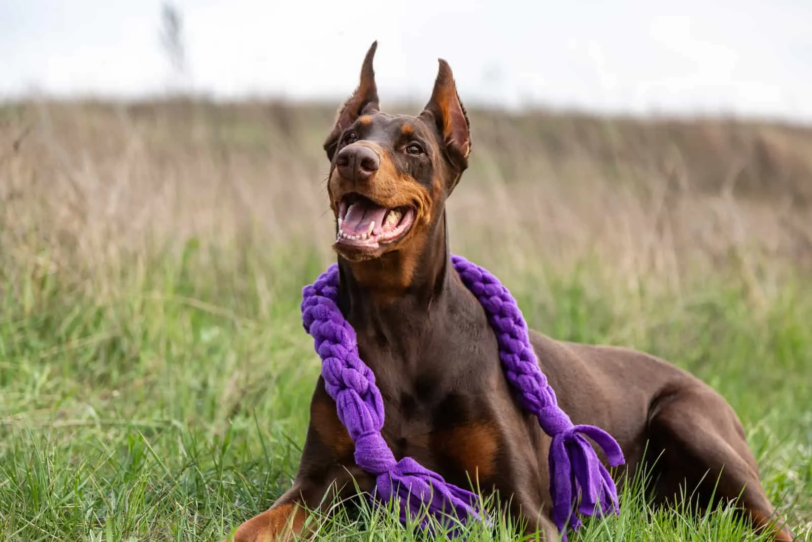 Best Toys for Doberman Pinschers - Doberman Planet