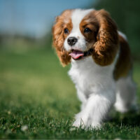 Cavalier King Charles Spaniel walking on grass outside