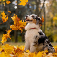 australian shepherd playing with leaves