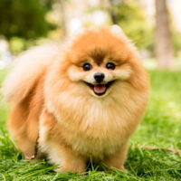 Pomeranian standing outside