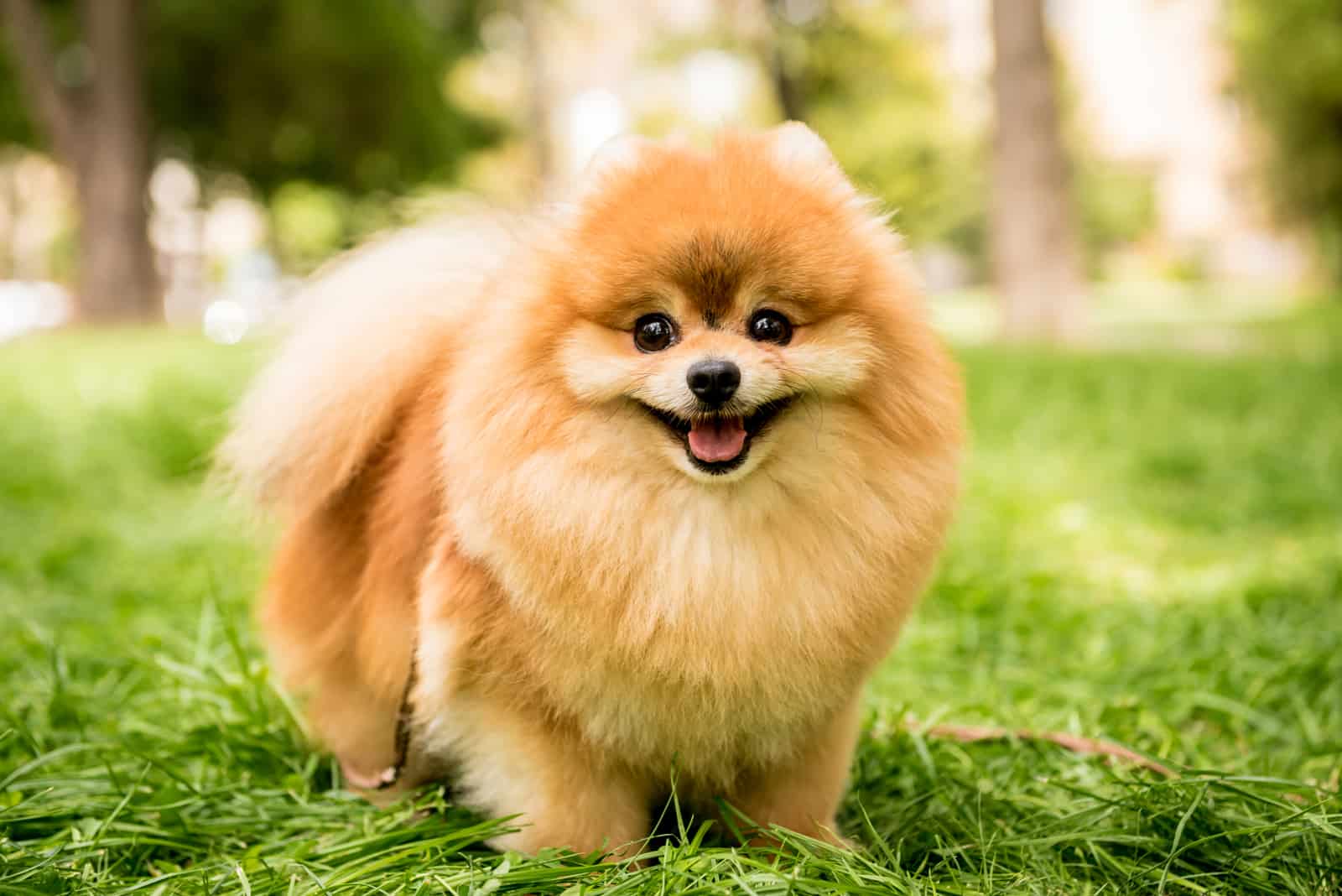 how much are pomeranian dogs worth