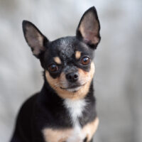 Chihuahua posing for camera