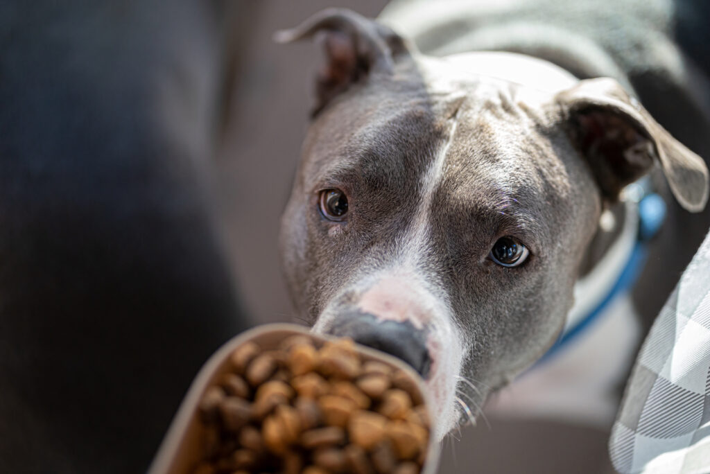 american-bully-feeding-chart-tips-to-know-so-bully-can-grow