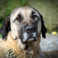 portrait of an anatolian shepherd