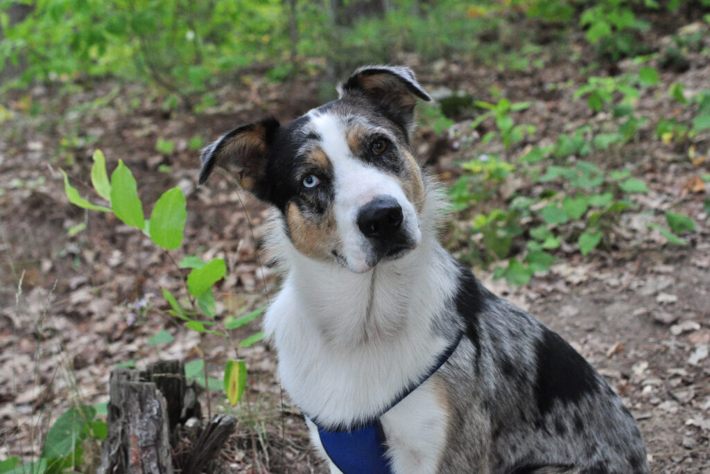 Australian Shepherd Blue Heeler Mix: Important Features