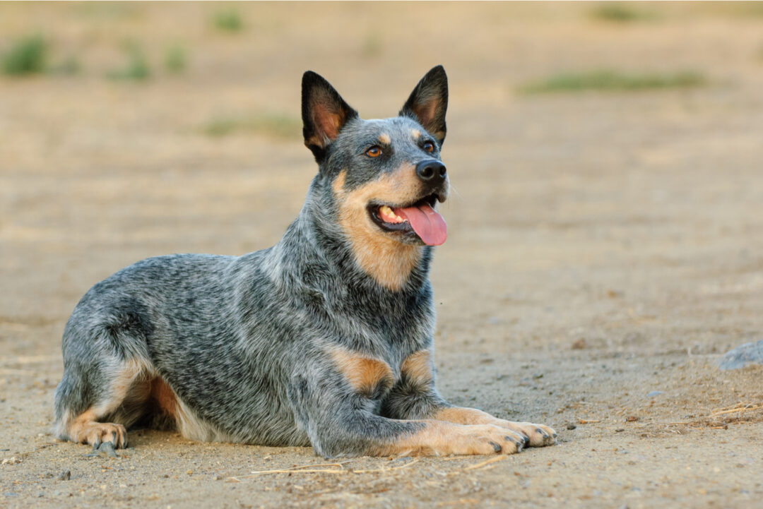 Australian Shepherd Blue Heeler Mix: Important Features