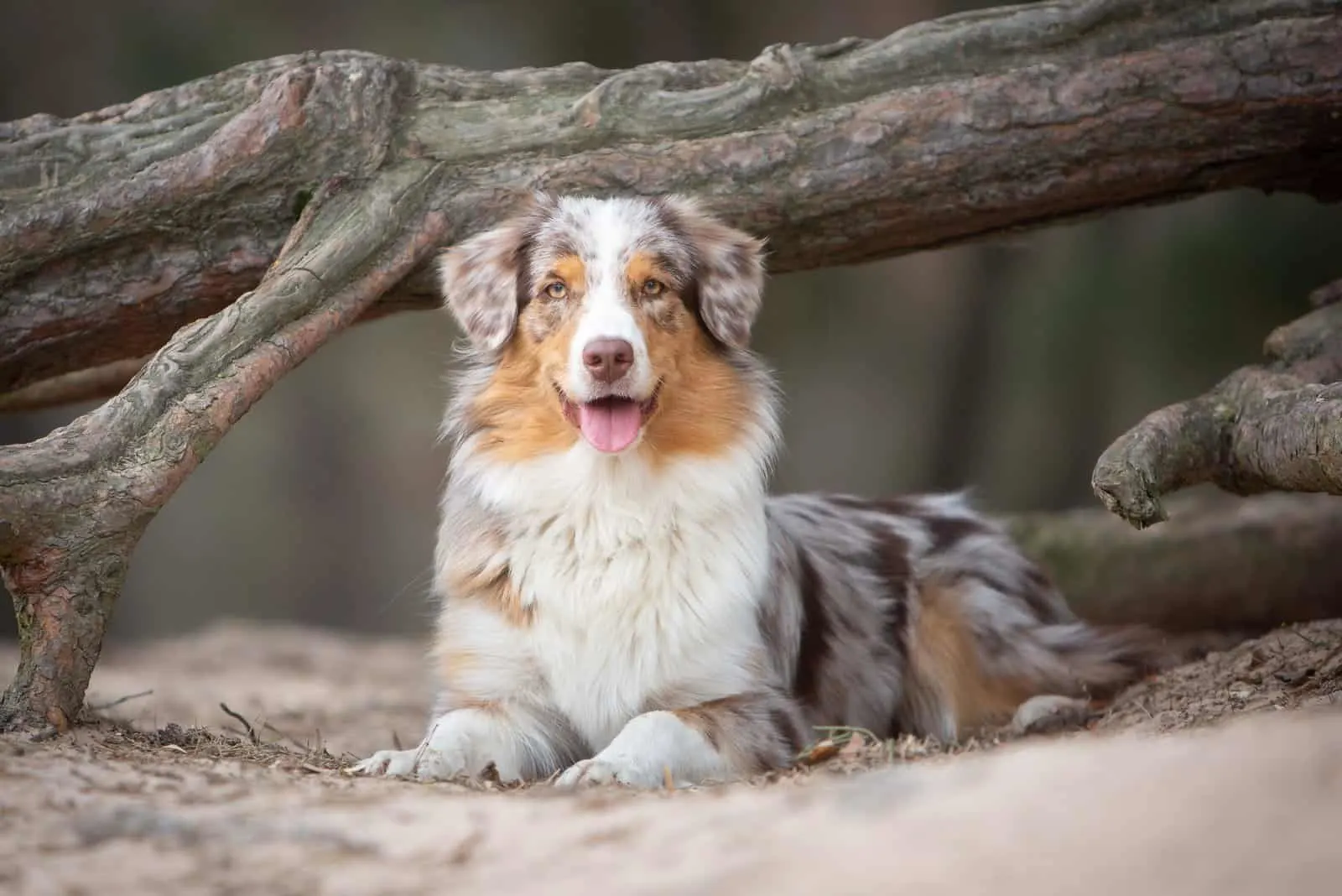 Australian Shepherd…. Everything You Need to Know at a Glance!