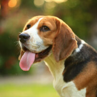 portrait of a beagle