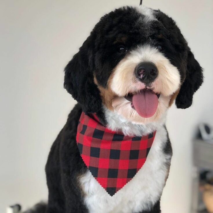 9 Cutest Bernedoodle Haircuts For Your Dog With Pics