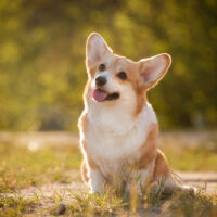 cute corgi sitting outdoor